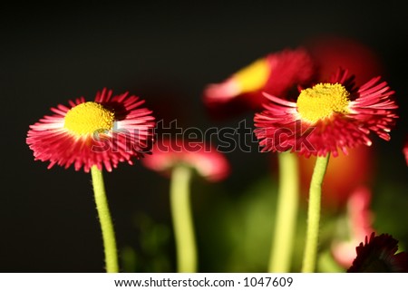closeup picture of red flowers