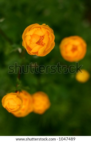 closeup picture of a yellow flower