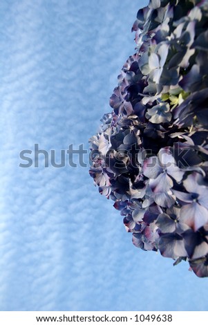 closeup picture of a blue flowers and sky