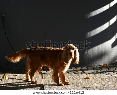 dog waiting in the sun