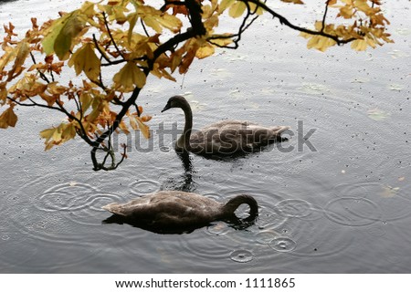 swans swimming on a danish lake under the rain