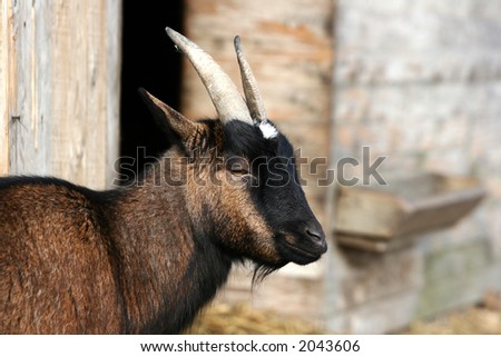 goat in an old  farm in denmark