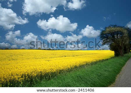 summer in the countryside  in denmark rapse field
