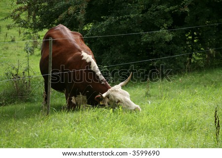 cow thinking the grass is greener elsewhere