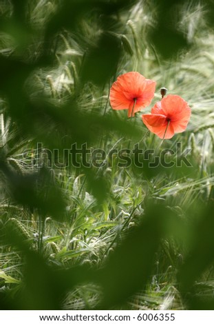 poppies in a filed a  cereal field in denmark in the summer