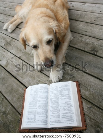 dog  (golden retriever) lying, reading a book