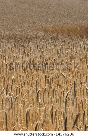 yellow corn field in summer in denmark