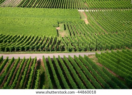 vineyard in Alsace in the summer in the sun