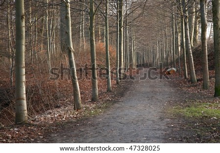 forest , alley to the forest in Denmark at the end of the winter season