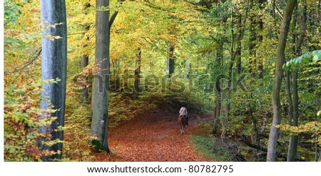 Rider on horse in a forest in autumn in Denmark