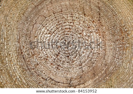 Wooden tree trunk circles details