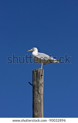 Nature in south Sweden in the province of Sk?ne, seagull