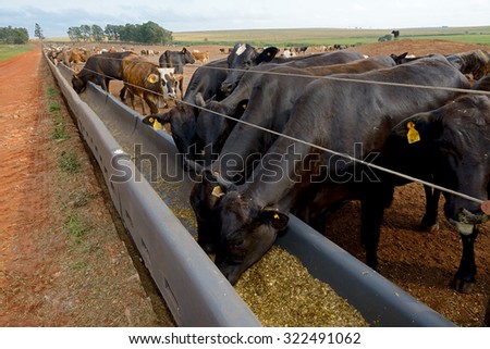 cattle eating