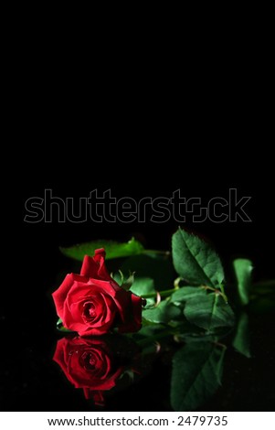 Pics Of Black And Red Roses. stock photo : Red rose on a