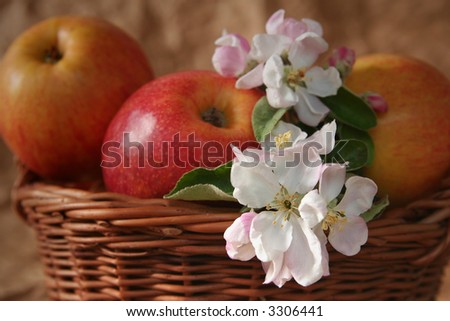Apples and apple-tree flowers on a beige background