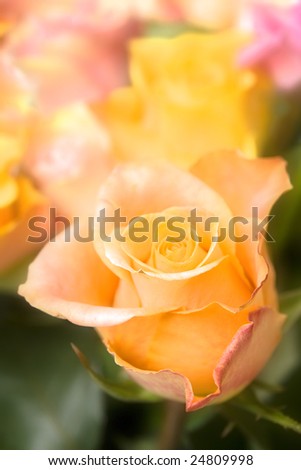 Colorful pastel roses on a white background