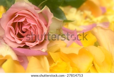 Pink and yellow petals and roses on white