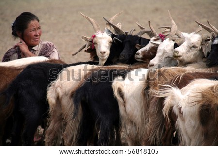 GOBI DESERT, MONGOLIA - AUG 9: nomadic woman milking goats in gobi desert in mongolia during summer 2008. She bound goats together with a rope on August 9, 2008 in Gobi Desert, Mongolia