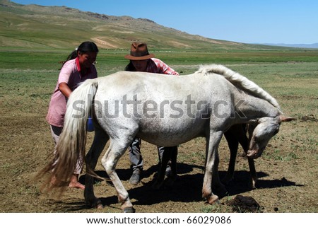 LITTLE CAMP, MONGOLIA - AUG 10: young man and woman milking mare in the steppe of Mongolia in August 10, 2008. They are nomadic people and live in tents called gher.