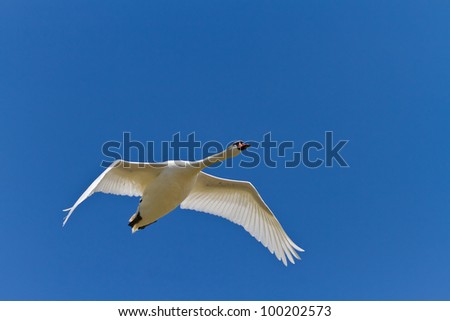 white swan in a sky blue flight. Location: Danube Delta, Romania