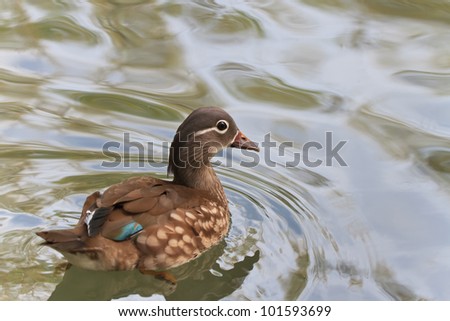 mandarin duck (female) swims on the surface of water