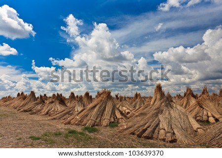dried cluster of reed and a sky with clouds