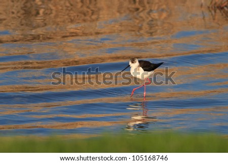 black winged stilt (Himantopus himantopus) in Danube Delta, Romania