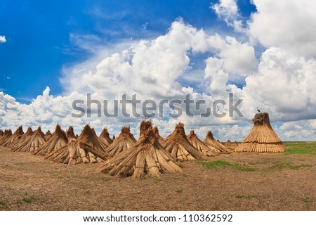 dried cluster of reed and a sky with clouds