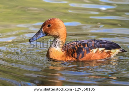 a beautiful wild brown duck on water