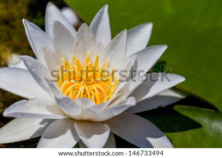 closeup on water lily isolated on dark background