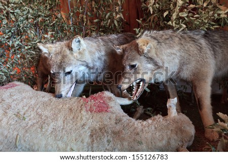 reproduction by a scene where wolves eating a sheep