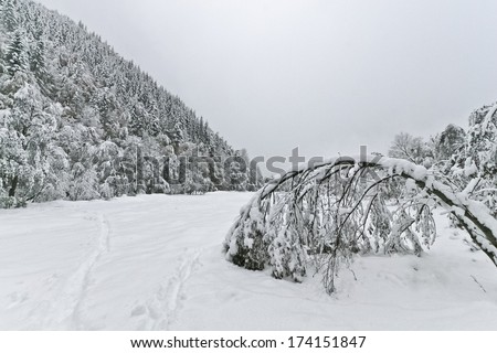 a tree full of snow fell down