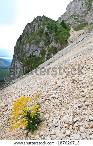 an isolated plant on a mountain slope, Piatra Craiului mountains, Romania