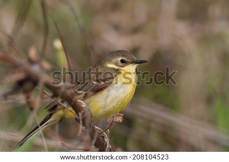 yellow wagtail warble in Danube Delta, Romania