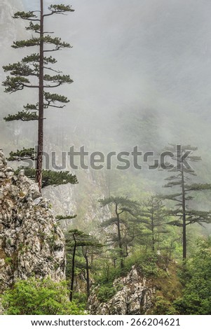 Tasnei Gorge protected area in Baile Herculane, Romania