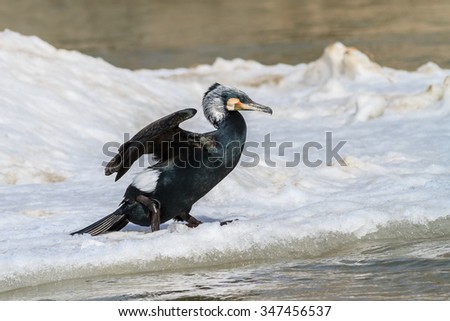 cormorant (phalacrocorax carbo) in winter. Location: Danube Delta, Romania
