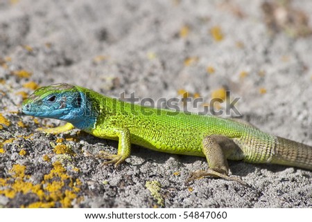 green lizard (lacerta viridis) on a rock mountain