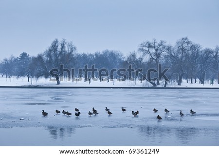 few ducks going on a frozen lake