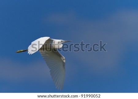 Little egret (Egretta garzetta) in flight on a blue sky. Location: Danube Delta, Romania