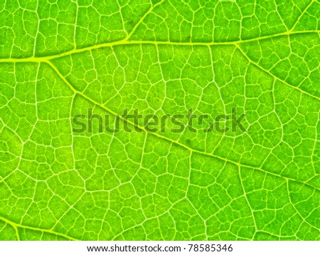 leaf structure background