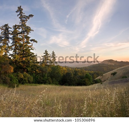 Forested Mountain Sunset in Summer: Santa Cruz Mountains of California, in Russian Ridge