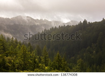 Beautiful remote evergreen forest bathed in misty fog after a passing storm