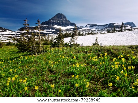 Spring Wildflowers in Glacier National Park