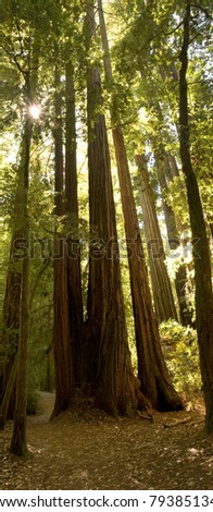 Forest of Coastal Redwoods, the tallest trees on earth, taken in California