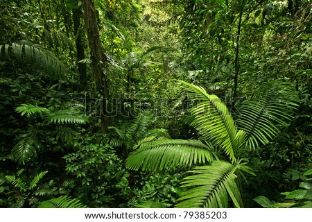 A scene looking straight into a dense tropical rain forest, taken in Costa Rica