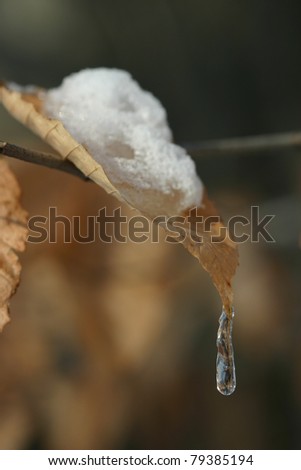 Snow melt forms a tiny icicle on a leaf