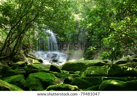 Hidden rain forest waterfall with lush foliage and mossy rocks