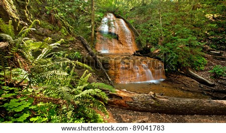 Lush rain forest waterfall and ferns: Golden Cascade Falls in Big Basin State Park, California