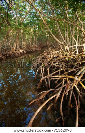 Red Mangrove Roots in Caribbean