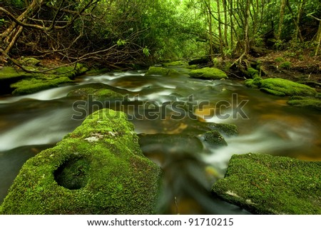 Beautiful lush rain forest stream